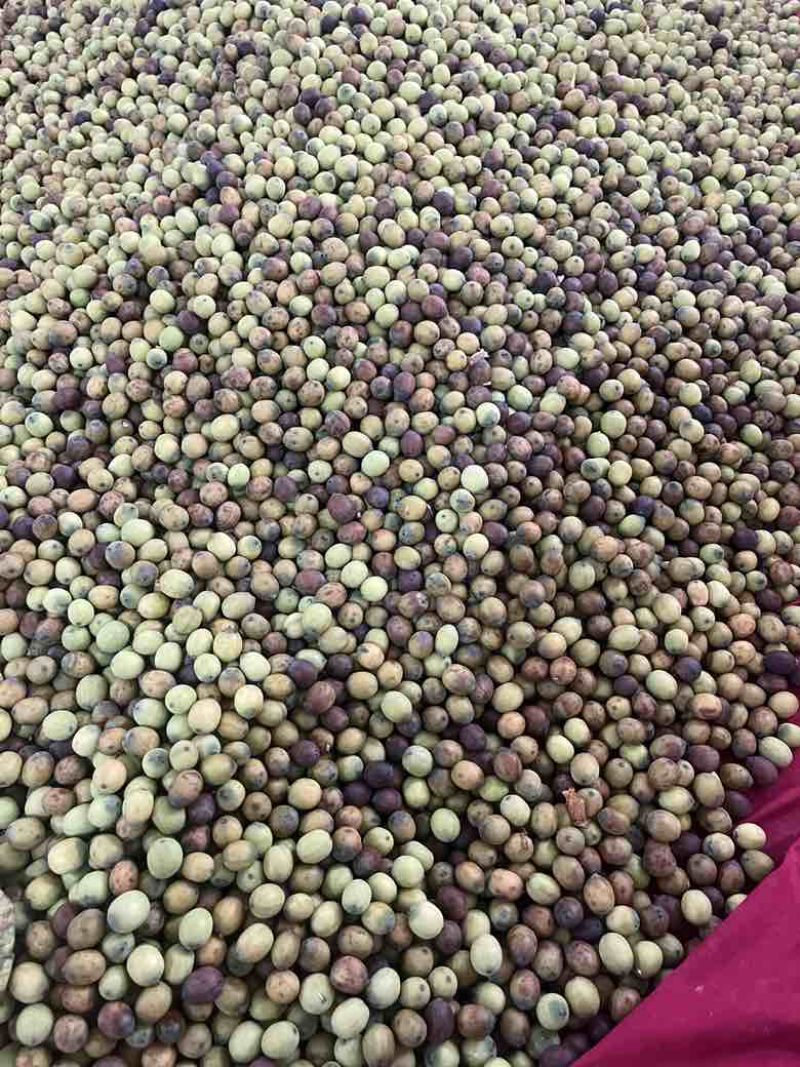 麻莲籽/草莲