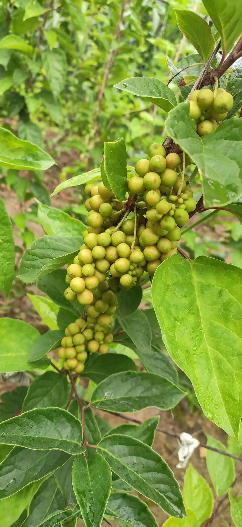 五味子青果