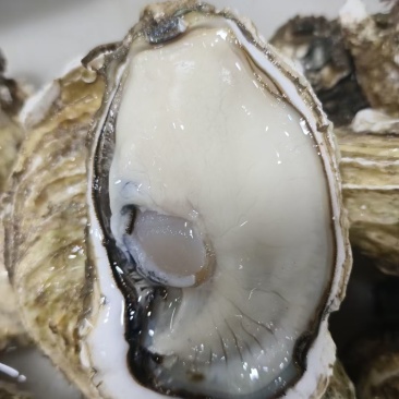 湛江生蚝