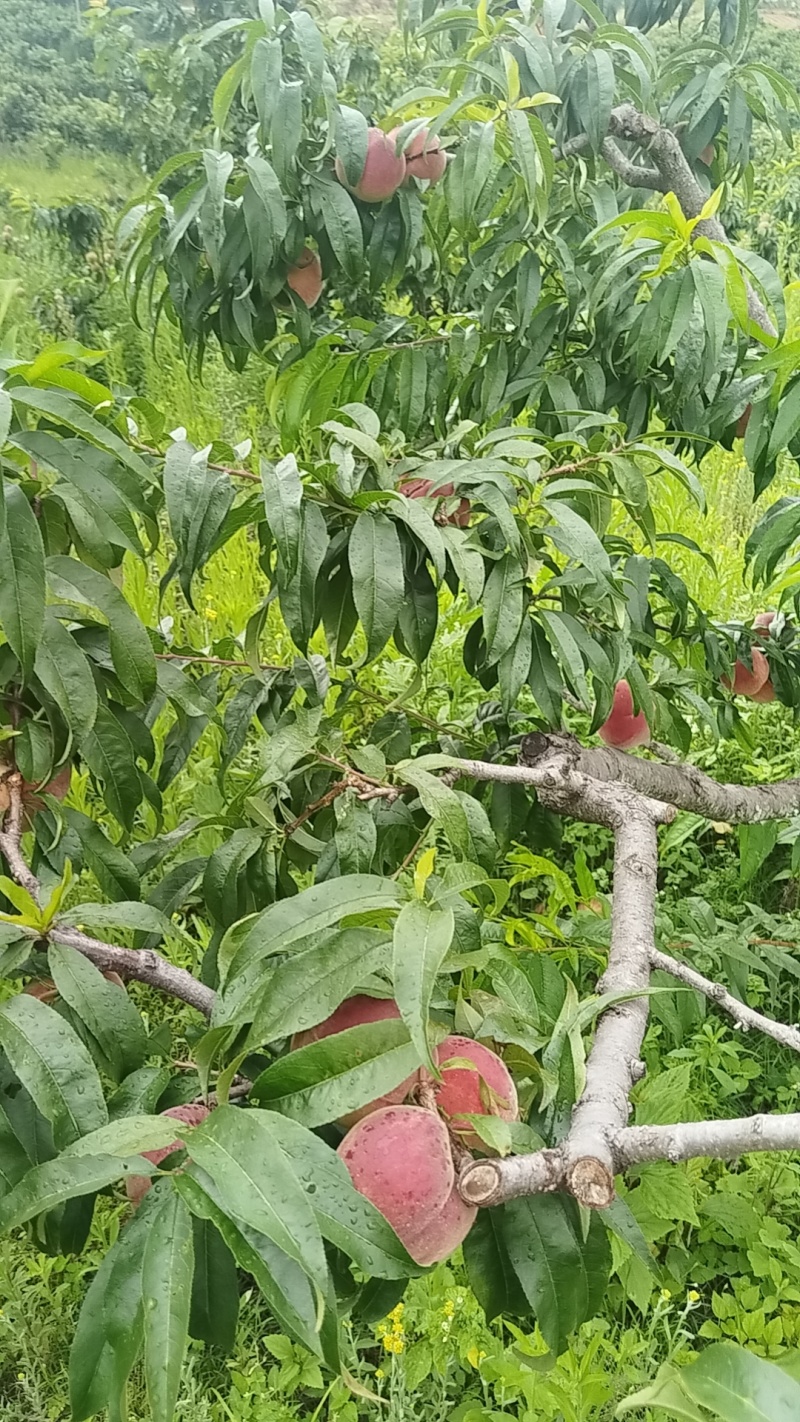 楚雄永仁落水洞烂木桥龙泉桃（脆桃）