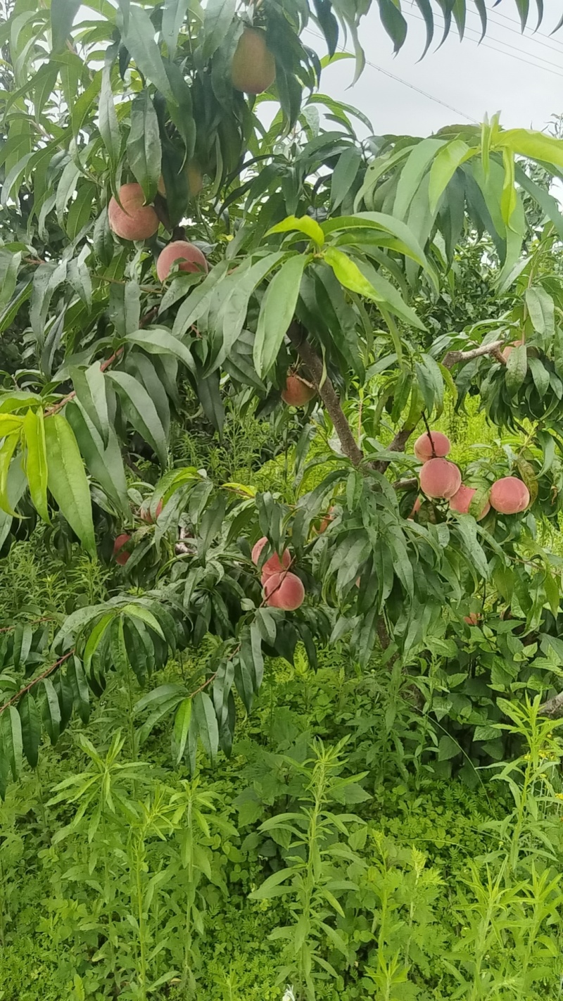 楚雄永仁落水洞烂木桥龙泉桃（脆桃）