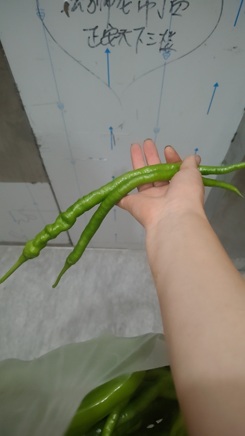 鲜辣椒批发零售都可以