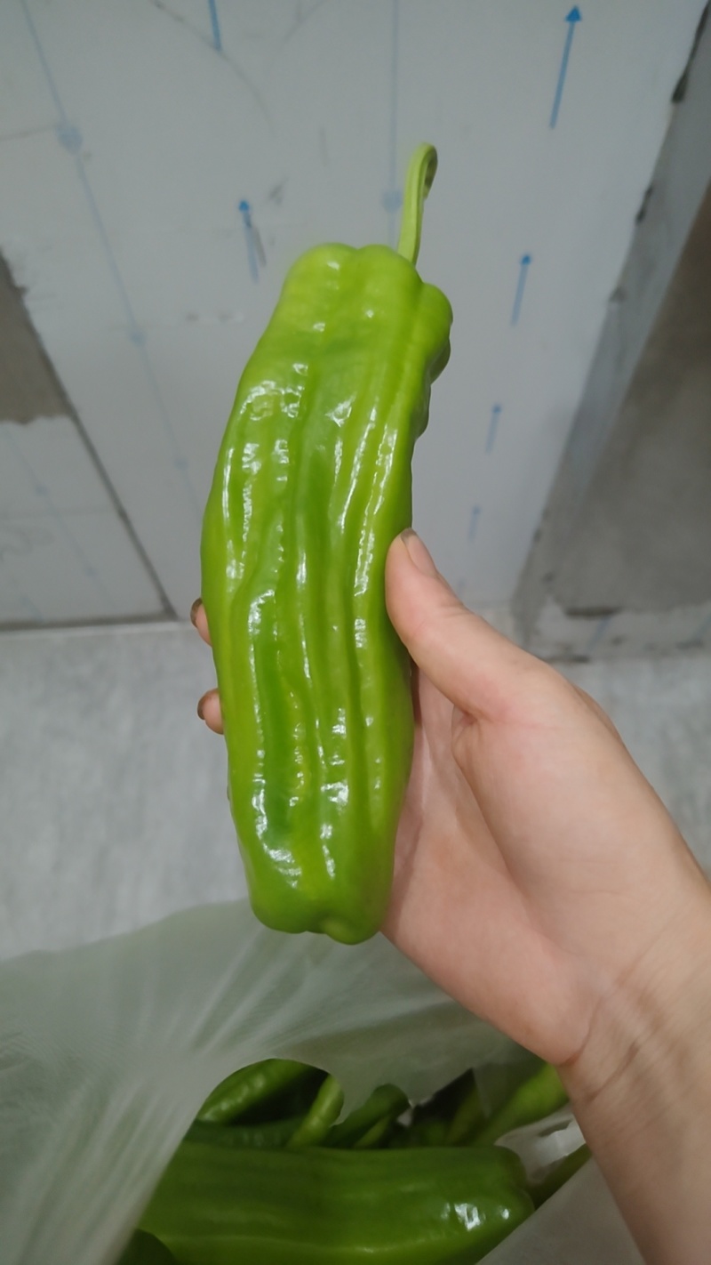 鲜辣椒批发零售都可以