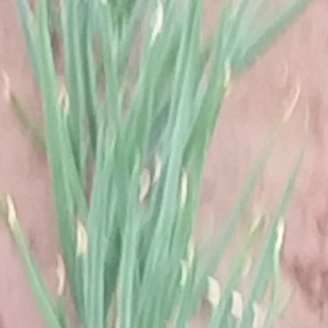 大葱