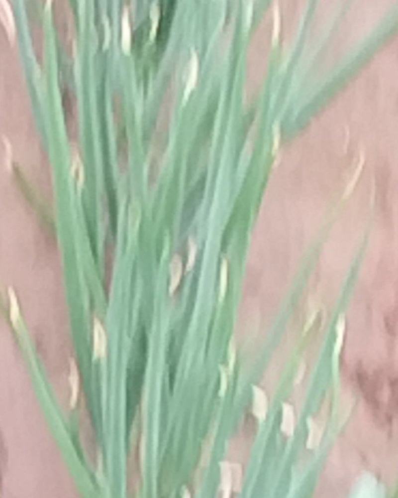 大葱