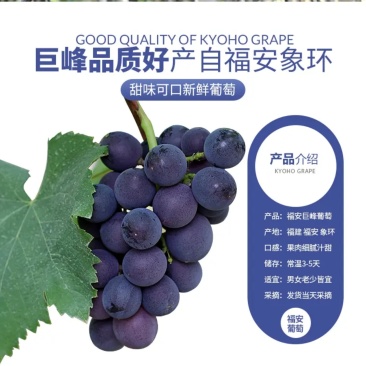 福安巨峰葡萄