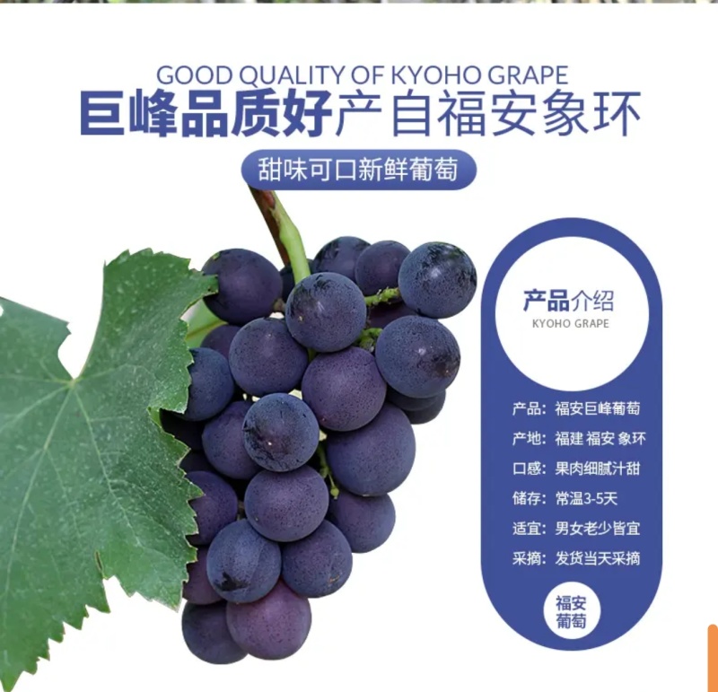 福安巨峰葡萄