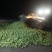 鲜榨菜
