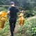 深山野生蜂蜜🍯，采百花蜜******。