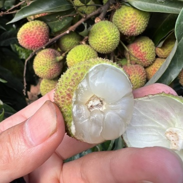 合江荔枝