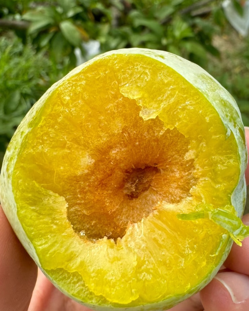 林地种植甜奈李
