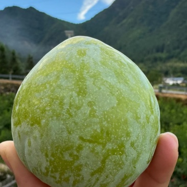 林地种植甜奈李