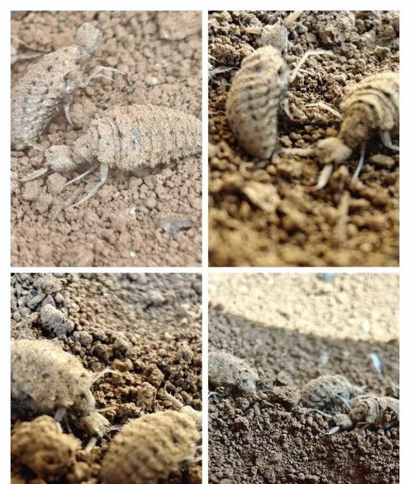 地牯牛深藏地下的山野瑰宝