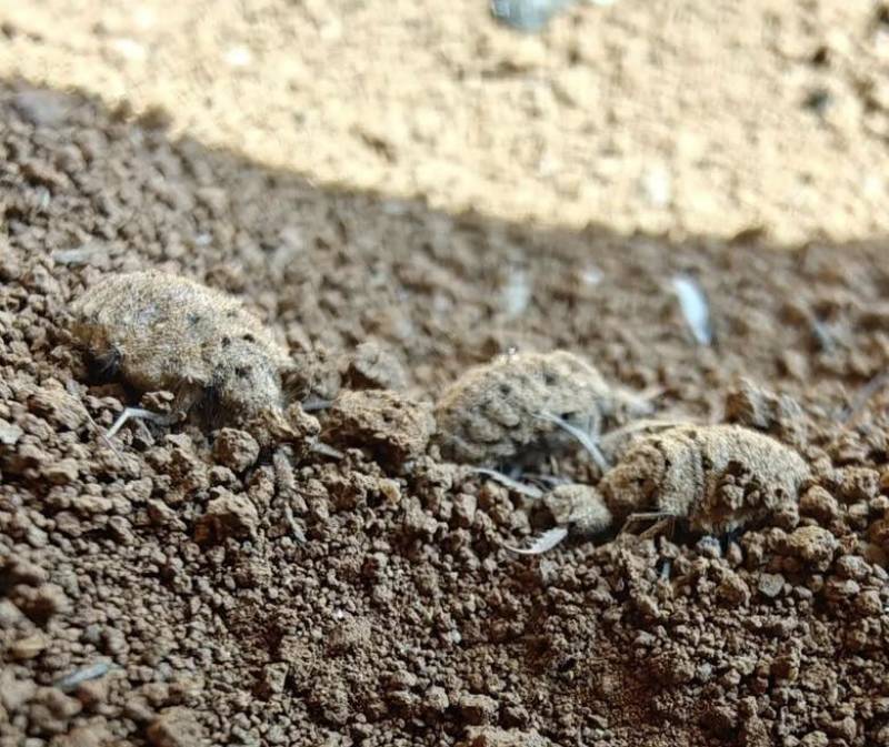 地牯牛深藏地下的山野瑰宝
