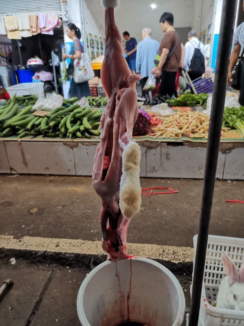 新西兰肉兔