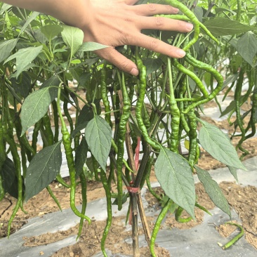 有大量鸡爪辣欢迎联系