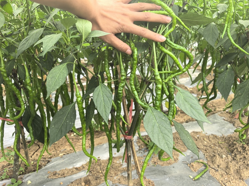 有大量鸡爪辣欢迎联系