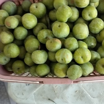 李子