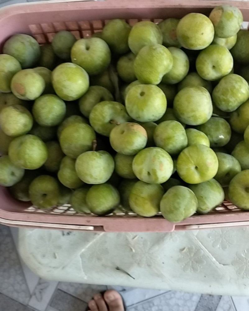 李子