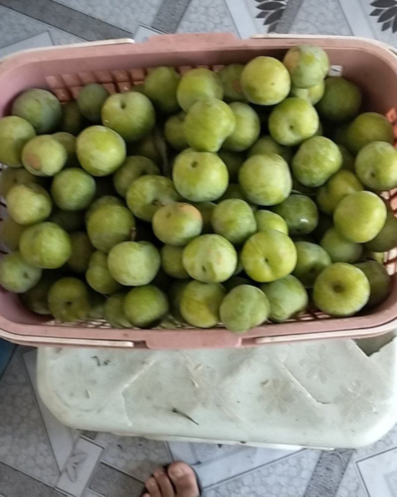 李子