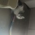 宠物猫