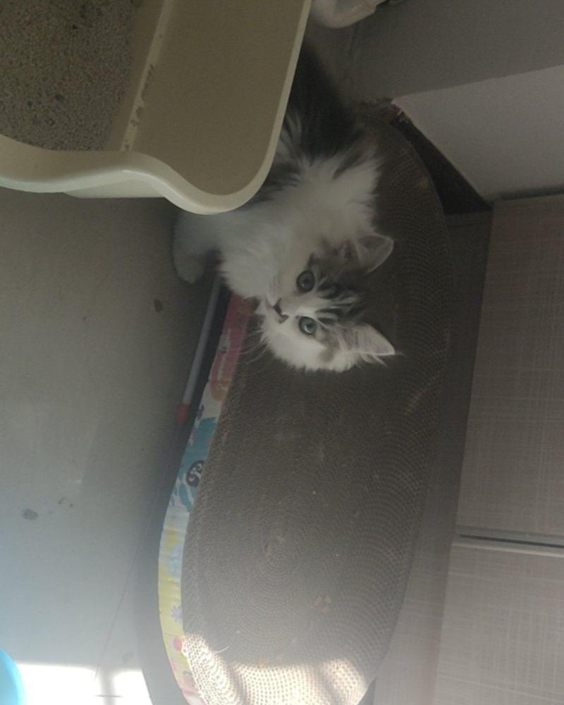 宠物猫