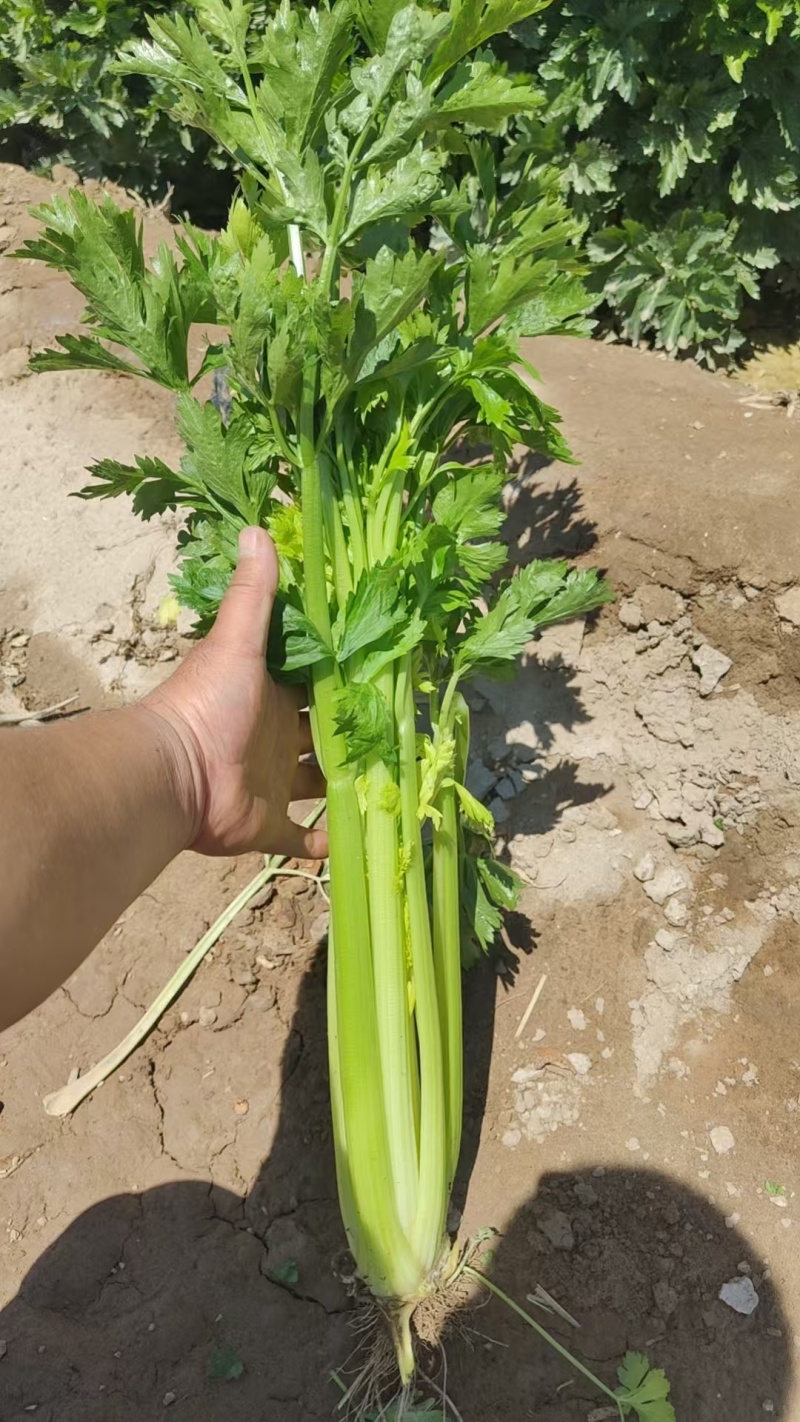 西芹
