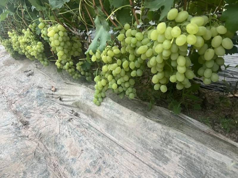 青提葡萄