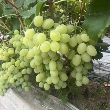 青提葡萄