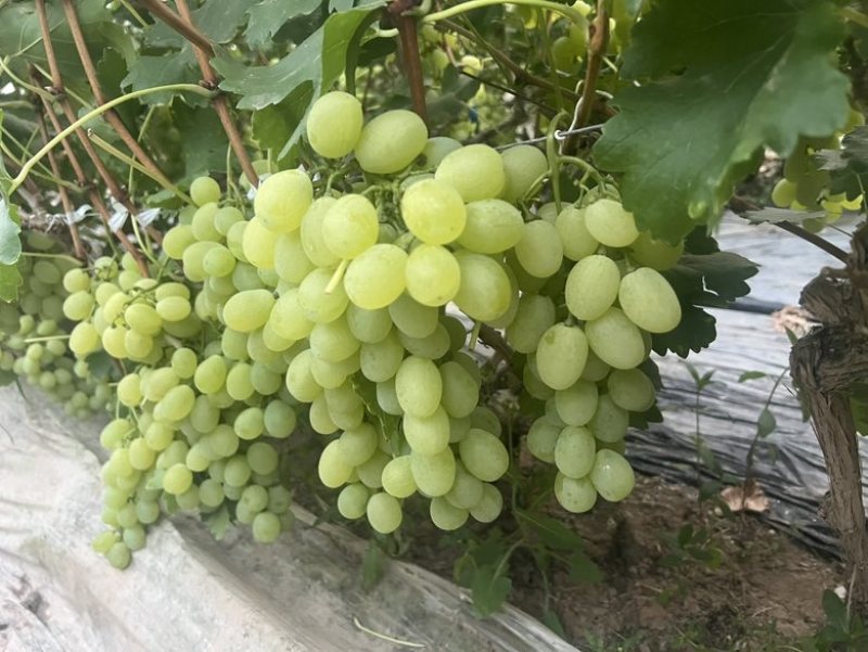 青提葡萄