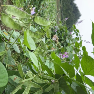 鹅米豆