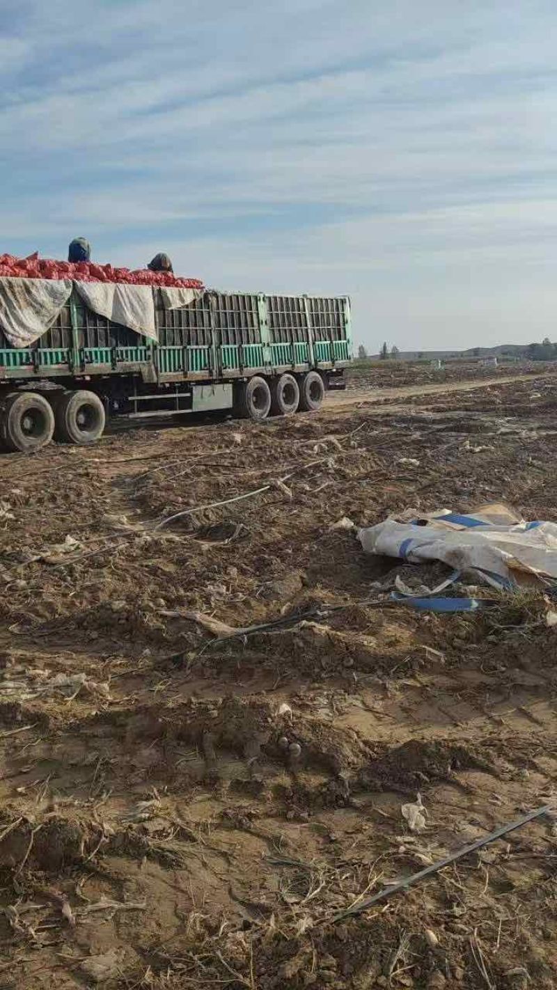 甘肃沙地黄心土豆三两以上，需要联系