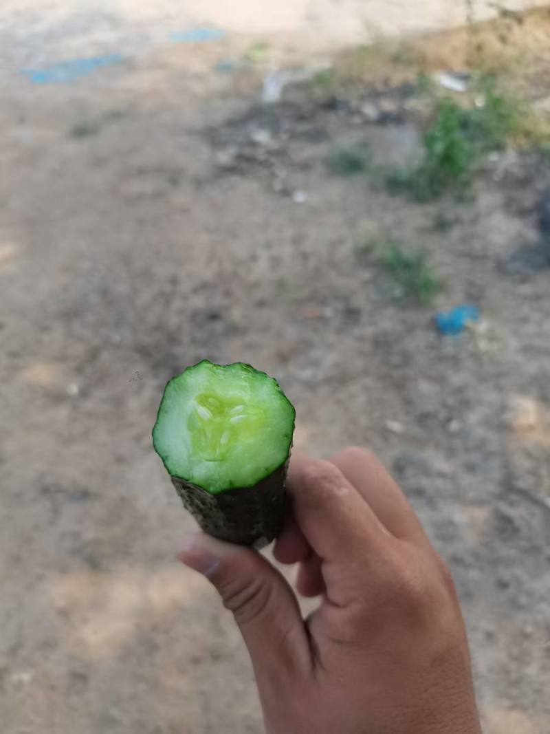 精品密刺黄瓜