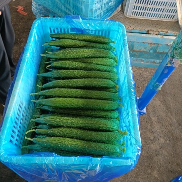 精品密刺黄瓜
