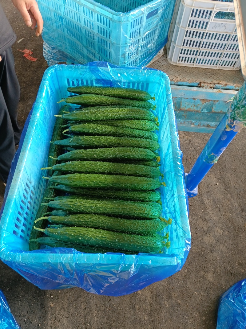 精品密刺黄瓜