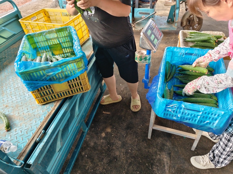 精品密刺黄瓜