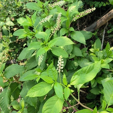 野生；商陆；大量鲜货，现挖现出，欢迎咨询