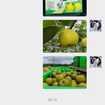 翠冠梨