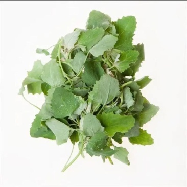 天然野生菜