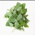 天然野生菜