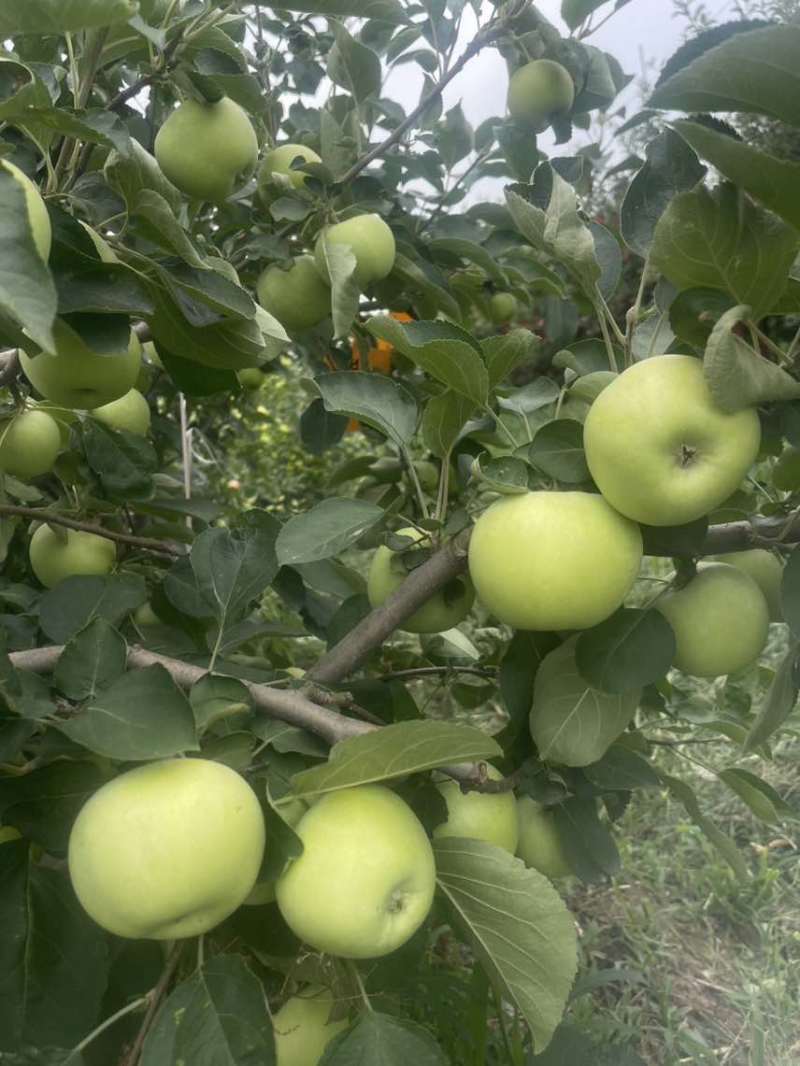 山东菏泽（青苹果）华佳华硕苹果大量上市寻找优质果商合作