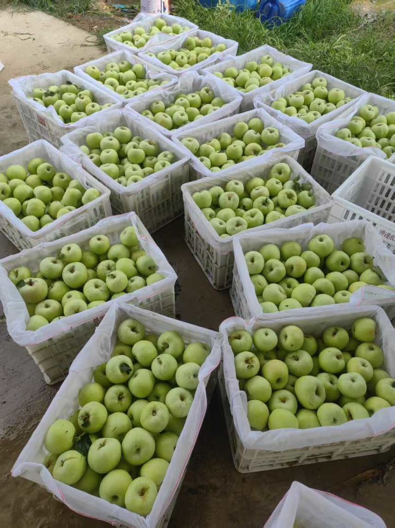 山东菏泽（青苹果）华佳华硕苹果大量上市寻找优质果商合作