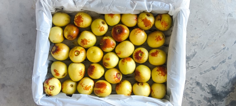 冬枣