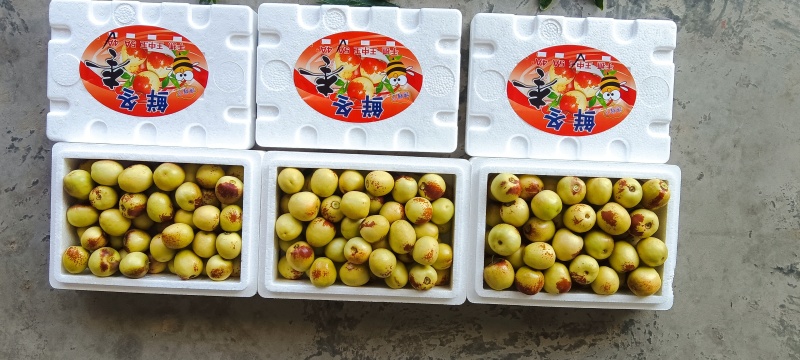 冬枣
