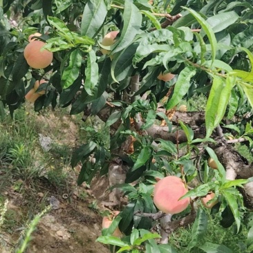 天水，秦安水蜜桃，蜜甜可口，色泽艳红
