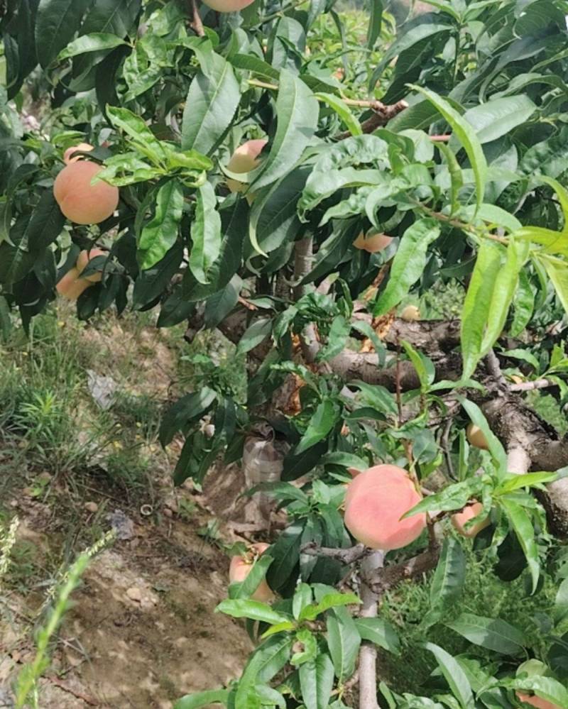 天水，秦安水蜜桃，蜜甜可口，色泽艳红