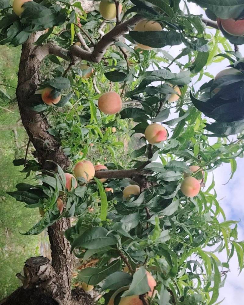 天水，秦安水蜜桃，蜜甜可口，色泽艳红