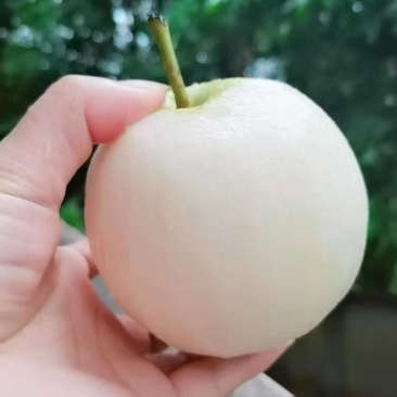 桂花梨上市