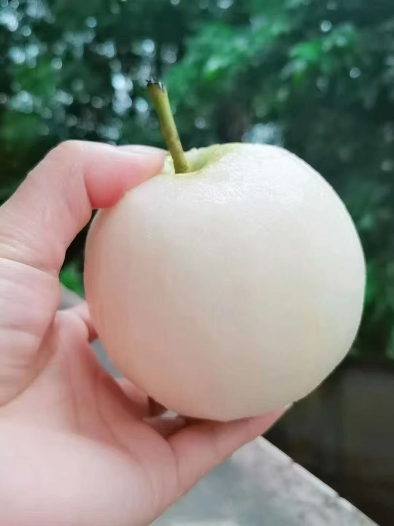 桂花梨上市