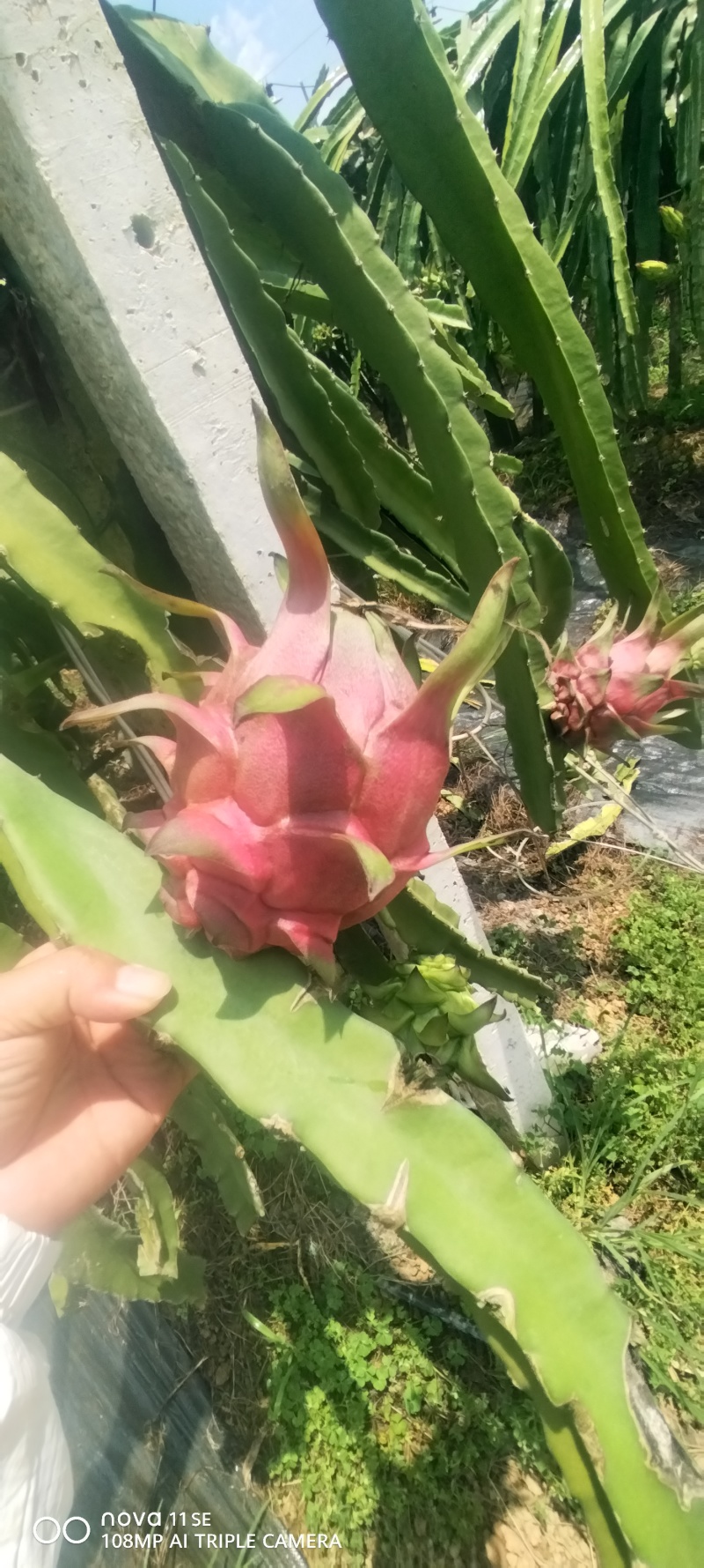 广西红心火龙果
